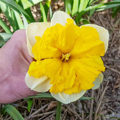 Butterfly Daffodil Blitz Narcissus Bulbs Blooms Species Growing Bonsai Roots Rhizomes Corms Tubers Potted Planting Reblooming Fragrant Garden Flower Seeds Plant