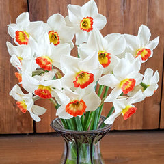 Large Cupped Daffodil Colin's Joy Narcissus Bulbs Blooms Species Growing Bonsai Roots Rhizomes Corms Tubers Potted Planting Reblooming Fragrant Garden Flower Seeds Plant