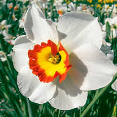 Large Cupped Daffodil Colin's Joy Narcissus Bulbs Blooms Species Growing Bonsai Roots Rhizomes Corms Tubers Potted Planting Reblooming Fragrant Garden Flower Seeds Plant