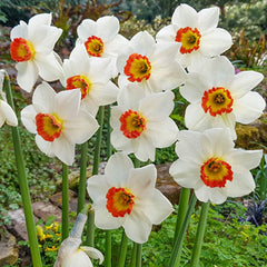 Large Cupped Daffodil Colin's Joy Narcissus Bulbs Blooms Species Growing Bonsai Roots Rhizomes Corms Tubers Potted Planting Reblooming Fragrant Garden Flower Seeds Plant