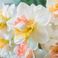 Double Daffodil My Story Narcissus Bulbs Blooms Species Growing Bonsai Roots Rhizomes Corms Tubers Potted Planting Reblooming Fragrant Garden Flower Seeds Plant