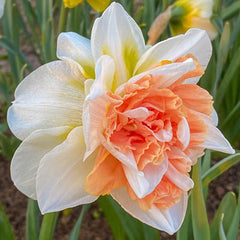 Double Daffodil My Story Narcissus Bulbs Blooms Species Growing Bonsai Roots Rhizomes Corms Tubers Potted Planting Reblooming Fragrant Garden Flower Seeds Plant
