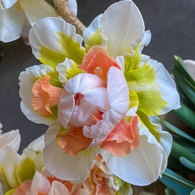 Double Daffodil My Story Narcissus Bulbs Blooms Species Growing Bonsai Roots Rhizomes Corms Tubers Potted Planting Reblooming Fragrant Garden Flower Seeds Plant