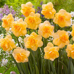 Double Daffodil Orange Juice Narcissus Bulbs Blooms Species Growing Bonsai Roots Rhizomes Corms Tubers Potted Planting Reblooming Fragrant Garden Flower Seeds Plant