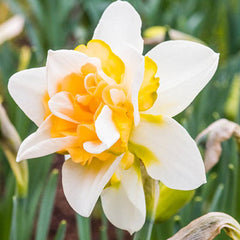 Double Daffodil Sweet Desire Narcissus Bulbs Blooms Species Growing Bonsai Roots Rhizomes Corms Tubers Potted Planting Reblooming Fragrant Garden Flower Seeds Plant