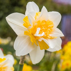 Double Daffodil Sweet Desire Narcissus Bulbs Blooms Species Growing Bonsai Roots Rhizomes Corms Tubers Potted Planting Reblooming Fragrant Garden Flower Seeds Plant