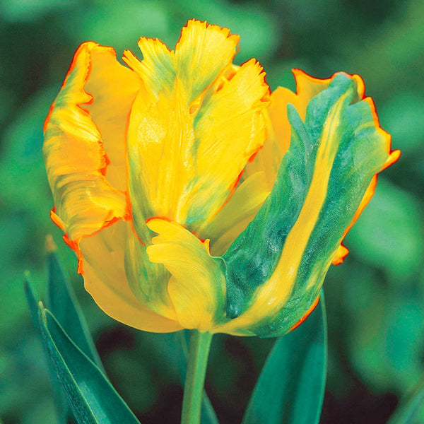 Gold Tulip Bulbs Blooms Species Growing Bonsai Roots Rhizomes Corms Tubers Potted Planting Reblooming Fragrant Garden Flower Seeds Plant