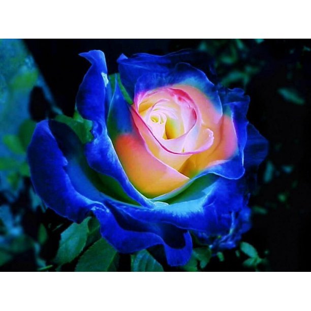Blue Yellow Rose Plant Seedlings Flower Seeds Perennial Growing Bonsai Corms Tubers Potted Planting Reblooming Fragrant Garden Roots Rhizomes Species Blooms Bulbs Gardening Tree