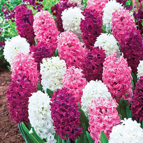 Deluxe Hyacinth Trio Bulbs Blooms Species Growing Bonsai Roots Rhizomes Corms Tubers Potted Planting Reblooming Fragrant Garden Flower Seeds Plant Gardening