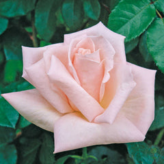 Donna Marella Agnelli Rose Plant Seedlings Flower Seeds Perennial Growing Bonsai Corms Tubers Potted Planting Reblooming Fragrant Garden Roots Rhizomes Species Blooms Bulbs Gardening Tree - Seedsplant