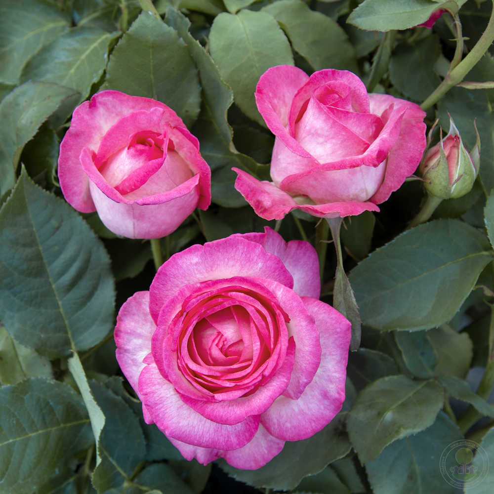 Louise spanoli Rose Seedlings Flower Seeds Perennial Growing Bonsai Corms Tubers Potted Planting Reblooming Fragrant Garden Roots Rhizomes Species Blooms Plant Bulbs Gardening Tree