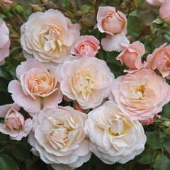 Merletto Rose Seedlings Flower Seeds Perennial Growing Bonsai Corms Tubers Potted Planting Reblooming Fragrant Garden Roots Rhizomes Species Blooms Plant Bulbs Gardening Tree
