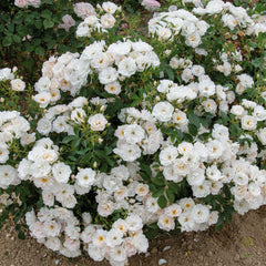 Peace In You Rose Seedlings Flower Seeds Perennial Growing Bonsai Corms Tubers Potted Planting Reblooming Fragrant Garden Roots Rhizomes Species Blooms Plant Bulbs Gardening Tree
