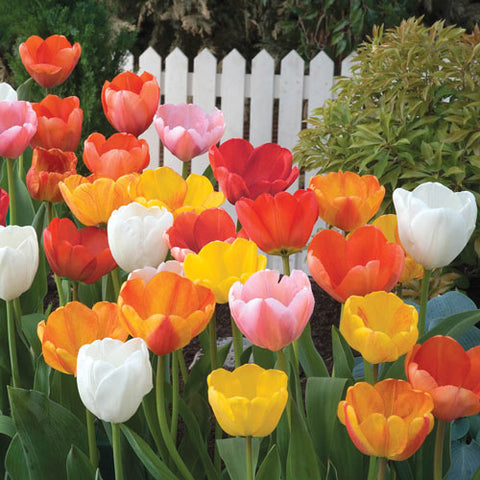 Mixed Long-Stemmed Perennial Tulip Super Bag Bulbs Blooms Species Growing Bonsai Roots Rhizomes Corms Tubers Potted Planting Reblooming Fragrant Garden Flower Seeds Plant