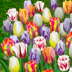 Flaming Beauties Tulip Collection Tulip Bulbs Blooms Species Growing Bonsai Roots Rhizomes Corms Tubers Potted Planting Reblooming Fragrant Garden Flower Seeds Plant