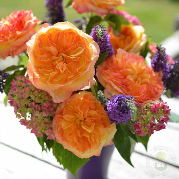 Henri delbar Rose Seedlings Flower Seeds Perennial Growing Bonsai Corms Tubers Potted Planting Reblooming Fragrant Garden Roots Rhizomes Species Blooms Plant Bulbs Gardening Tree