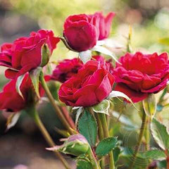 Move pixie Rose Seedlings Flower Seeds Perennial Growing Bonsai Corms Tubers Potted Planting Reblooming Fragrant Garden Roots Rhizomes Species Blooms Plant Bulbs Gardening Tree