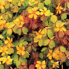 Cheap Molten Lava Shamrock Oxalis Bulbs Wood Sorrel Perennial Growing Bonsai Roots Rhizomes Corms Tubers Potted Planting Reblooming Fragrant Garden Species Blooms Flower Seeds Plant Gardening