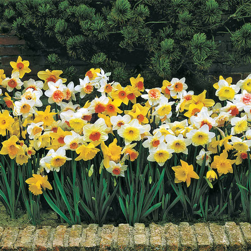 Naturalizing Mixture Daffodil Narcissus Bulbs Blooms Species Growing Bonsai Roots Rhizomes Corms Tubers Potted Planting Reblooming Fragrant Garden Flower Seeds Plant