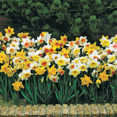 Naturalizing Mixture Daffodil Narcissus Bulbs Blooms Species Growing Bonsai Roots Rhizomes Corms Tubers Potted Planting Reblooming Fragrant Garden Flower Seeds Plant