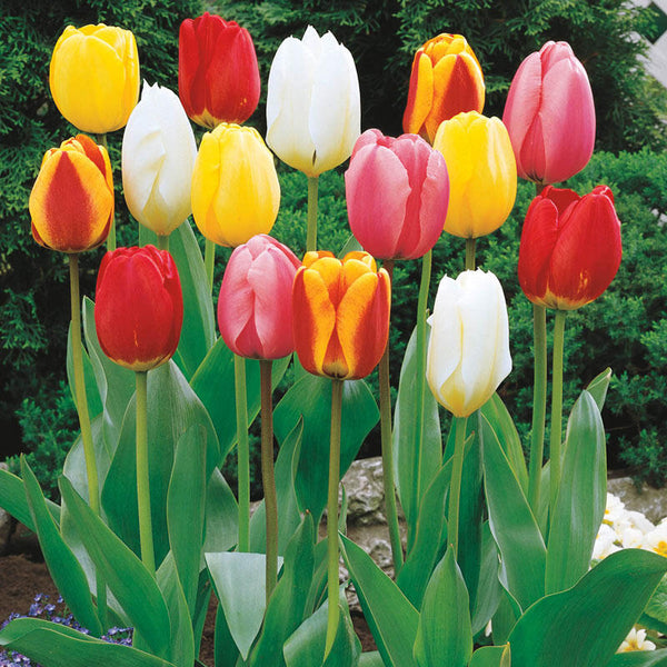Perennial Tulip Mixture Bulbs Blooms Species Growing Bonsai Roots Rhizomes Corms Tubers Potted Planting Reblooming Fragrant Garden Flower Seeds Plant
