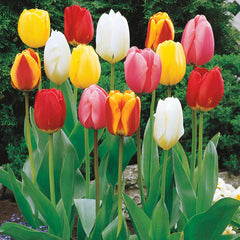 Perennial Tulip Mixture Bulbs Blooms Species Growing Bonsai Roots Rhizomes Corms Tubers Potted Planting Reblooming Fragrant Garden Flower Seeds Plant