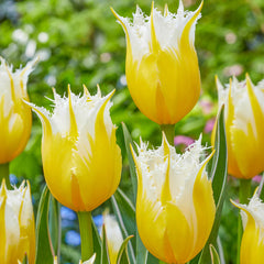 Burning Flame Tulip  Bulbs Blooms Species Growing Bonsai Roots Rhizomes Corms Tubers Potted Planting Reblooming Fragrant Garden Flower Seeds Plant