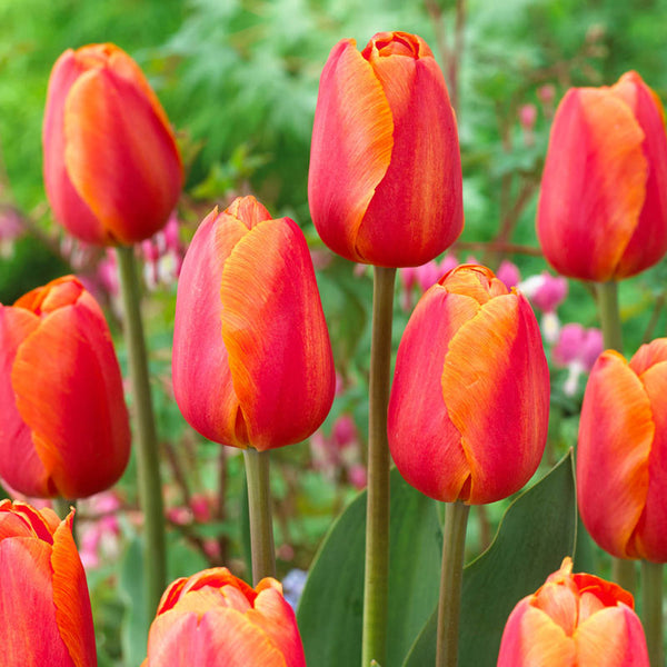 Delta Storm Tulip Bulbs Blooms Species Growing Bonsai Roots Rhizomes Corms Tubers Potted Planting Reblooming Fragrant Garden Flower Seeds Plant