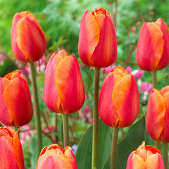 Delta Storm Tulip Bulbs Blooms Species Growing Bonsai Roots Rhizomes Corms Tubers Potted Planting Reblooming Fragrant Garden Flower Seeds Plant