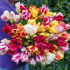 Multiflowering Tulip Mixture Tulip Bulbs Blooms Species Growing Bonsai Roots Rhizomes Corms Tubers Potted Planting Reblooming Fragrant Garden Flower Seeds Plant