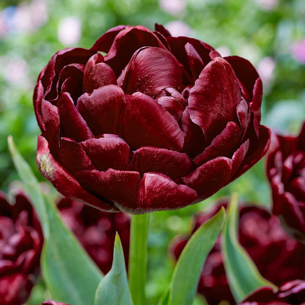 Roadstar Tulip Bulbs Blooms Species Growing Bonsai Roots Rhizomes Corms Tubers Potted Planting Reblooming Fragrant Garden Flower Seeds Plant