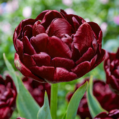 Roadstar Tulip Bulbs Blooms Species Growing Bonsai Roots Rhizomes Corms Tubers Potted Planting Reblooming Fragrant Garden Flower Seeds Plant