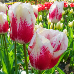 Tango Tulip Bulbs Blooms Species Growing Bonsai Roots Rhizomes Corms Tubers Potted Planting Reblooming Fragrant Garden Flower Seeds Plant - Seedsplant