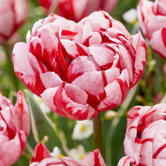 Carnaval Sweet Tulip Bulbs Blooms Species Growing Bonsai Roots Rhizomes Corms Tubers Potted Planting Reblooming Fragrant Garden Flower Seeds Plant