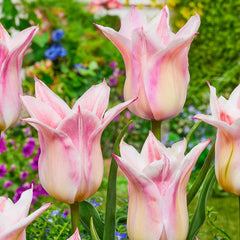 Ballade Lady Tulip Bulbs Blooms Species Growing Bonsai Roots Rhizomes Corms Tubers Potted Planting Reblooming Fragrant Garden Flower Seeds Plant - Seedsplant