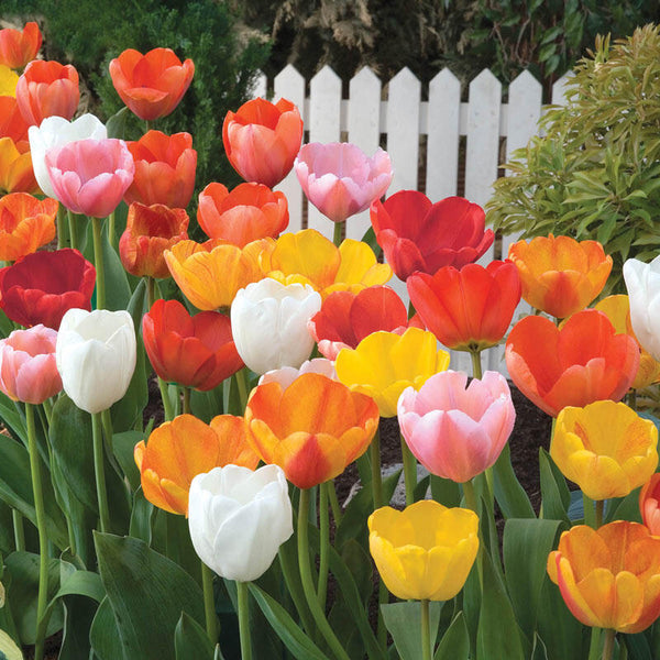 Darwin hybrid Tulip Mixture Bulbs Blooms Species Growing Bonsai Roots Rhizomes Corms Tubers Potted Planting Reblooming Fragrant Garden Flower Seeds Plant