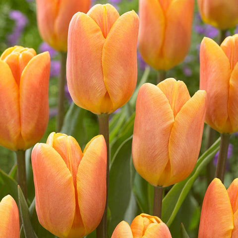 Pin It   Bellville Tulip Bulbs Blooms Species Growing Bonsai Roots Rhizomes Corms Tubers Potted Planting Reblooming Fragrant Garden Flower Seeds Plant