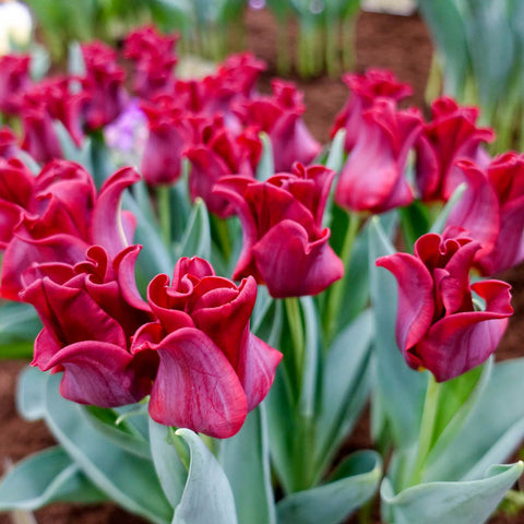 Red Dress Tulip Bulbs Blooms Species Growing Bonsai Roots Rhizomes Corms Tubers Potted Planting Reblooming Fragrant Garden Flower Seeds Plant