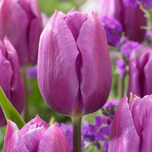 Blue Beauty Tulip Bulbs Blooms Species Growing Bonsai Roots Rhizomes Corms Tubers Potted Planting Reblooming Fragrant Garden Flower Seeds Plant