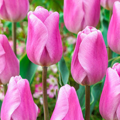 Synaeda Amor Tulip Bulbs Blooms Species Growing Bonsai Roots Rhizomes Corms Tubers Potted Planting Reblooming Fragrant Garden Flower Seeds Plant