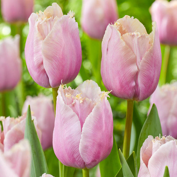 Versailles Tulip Bulbs Blooms Species Growing Bonsai Roots Rhizomes Corms Tubers Potted Planting Reblooming Fragrant Garden Flower Seeds Plant
