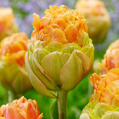 Le Lavandou Tulip Bulbs Blooms Species Growing Bonsai Roots Rhizomes Corms Tubers Potted Planting Reblooming Fragrant Garden Flower Seeds Plant