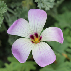 Adenophylla Sorrel Oxalis Bulbs Wood Shamrock Perennial Growing Bonsai Roots Rhizomes Corms Tubers Potted Planting Reblooming Fragrant Garden Species Blooms Flower Seeds Plant Gardening