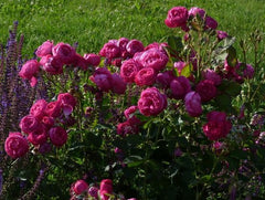 Charles Rose Plant Seedlings Flower Seeds Perennial Growing Bonsai Corms Tubers Potted Planting Reblooming Fragrant Garden Roots Rhizomes Species Blooms Bulbs Gardening Tree