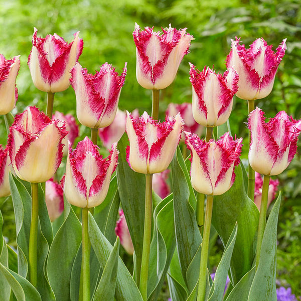 Passion Play Tulip Bulbs Blooms Species Growing Bonsai Roots Rhizomes Corms Tubers Potted Planting Reblooming Fragrant Garden Flower Seeds Plant