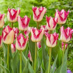 Passion Play Tulip Bulbs Blooms Species Growing Bonsai Roots Rhizomes Corms Tubers Potted Planting Reblooming Fragrant Garden Flower Seeds Plant - Seedsplant