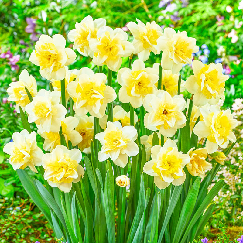 Amira Daffodil Narcissus Bulbs Blooms Species Growing Bonsai Roots Rhizomes Corms Tubers Potted Planting Reblooming Fragrant Garden Flower Seeds Plant