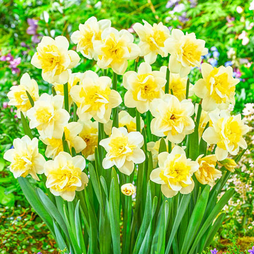 Amira Daffodil Narcissus Bulbs Blooms Species Growing Bonsai Roots Rhizomes Corms Tubers Potted Planting Reblooming Fragrant Garden Flower Seeds Plant