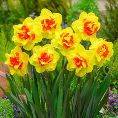 Vulcanello Daffodil Narcissus Bulbs Blooms Species Growing Bonsai Roots Rhizomes Corms Tubers Potted Planting Reblooming Fragrant Garden Flower Seeds Plant