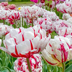 Carnaval De Nice Double Late Tulip Bulbs Blooms Species Growing Bonsai Roots Rhizomes Corms Tubers Potted Planting Reblooming Fragrant Garden Flower Seeds Plant